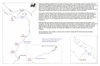 dam49 plata to nicoya_thumb.gif